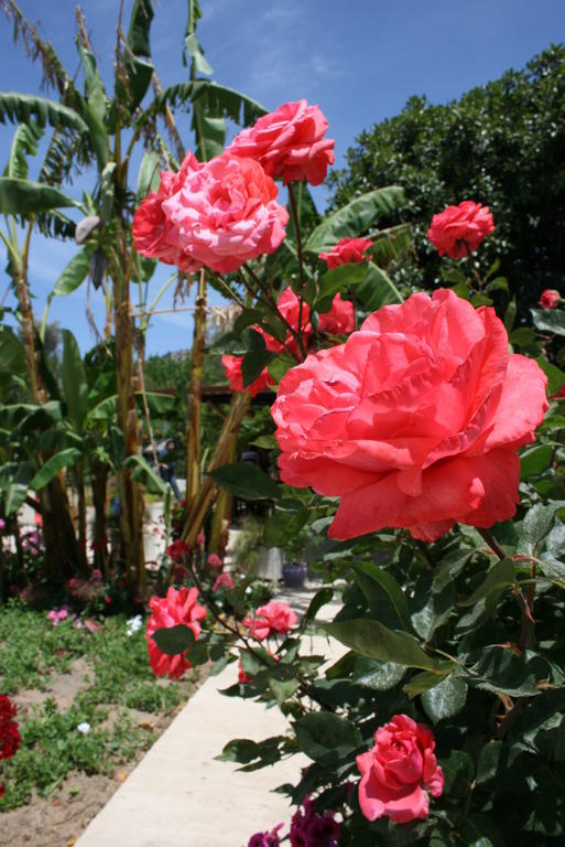 Aparthotel Paradise Garden Gumusluk Evleri Extérieur photo